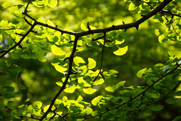 Obraz premium 銀杏の若葉