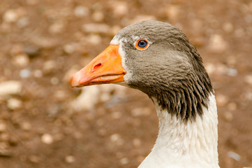 Domestic goose on a farm. Close up image of a goose head