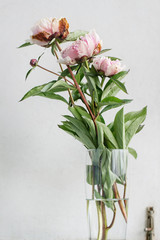 Pink blossom peonies peony bouquet in glass over white wooden background. Rustic style, day light