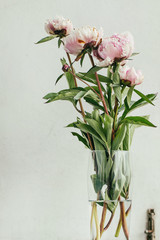 Pink blossom peonies peony bouquet in glass over white wooden background. Rustic style, day light