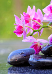 Obraz na płótnie Canvas Pink orchids and black stones .Wellness background.