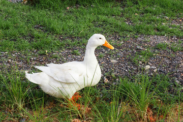 Duck standing on grass.