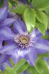 Clematis