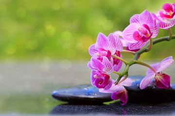 Naklejka na ściany i meble Pink orchids and black stones .Wellness background.