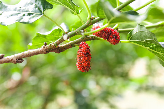 Mulberry on tree.