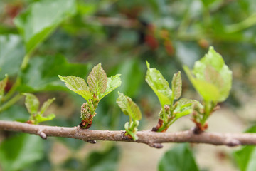 Row of young mulberry leaf.