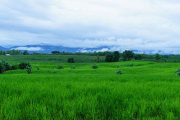 Fototapeta na wymiar Corn field in rainy season,on white sky