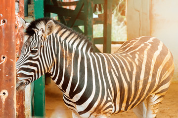 Zebra in a zoo corral with sunlight