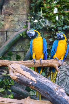 Beautiful parrot macaw
