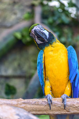Beautiful parrot macaw