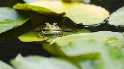 Teichfrosch