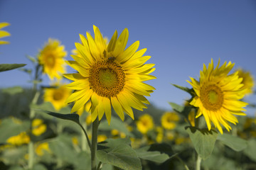 A field of sunflowers with blue sky background