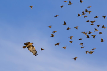 Birds being chased by angry hawk at dusk