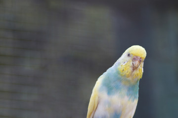 Australian wavy parrot on the nature.