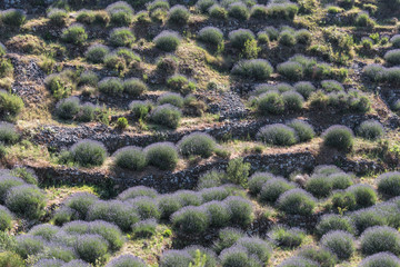 champs de lavande sur l'île de Hvar en Croatie