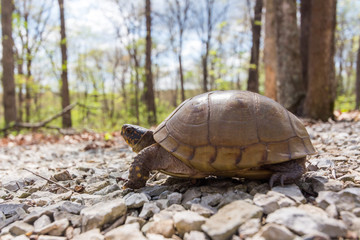Turtle on Gravel