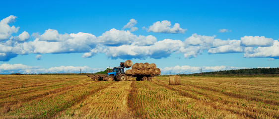 Harvested  wheat field