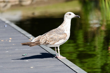 Jungmöwe auf dem Bootssteg