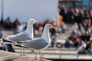 Mövenpaar auf Touristen wartend