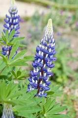Lupinus