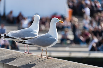 Möwenpaar auf der Kieler Woche © penofoto.de