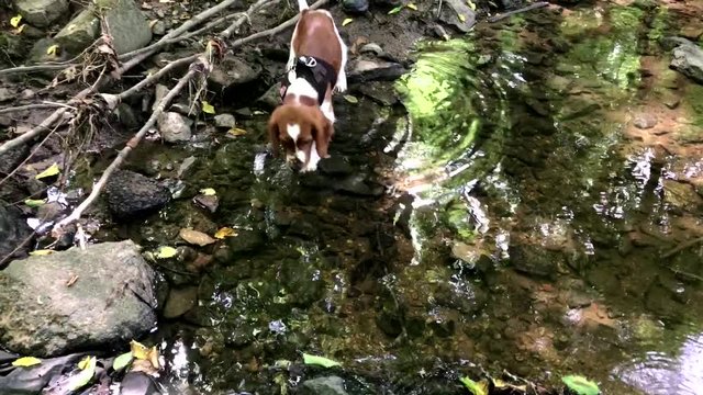 Welsh Springer Spaniel puppy playing in the creek