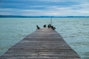 mallards on wooden dock or pier at Balaton lake - cold and cloudy day in the summer, blue hills in background