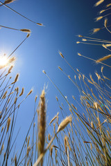 Cereal plant classes on a sunny day