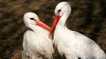 Stork