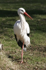 Stork