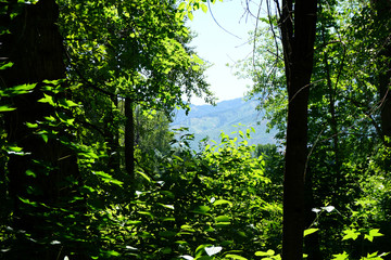 trees in Washington state forest