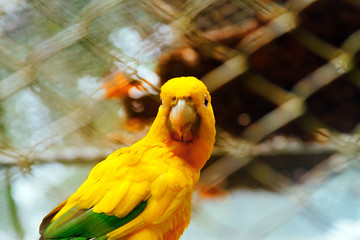 Golden parakeet standing on a branch in a zoo