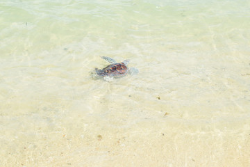 turtle release Into sea