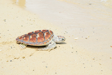 turtle release Into sea