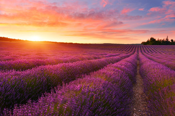 Fototapeta na wymiar Lavender field at sunrise