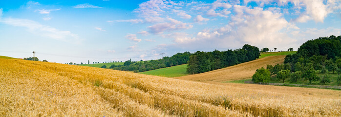 Panorama of wheat field in the morning in Kansas - obrazy, fototapety, plakaty