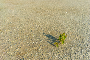 Young tree on a sandy beach