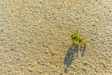 Young tree on a sandy beach