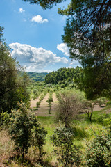 Greek Vineyard