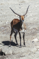 Antilope cobe lechwe