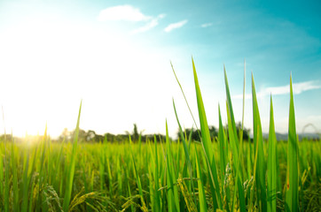 Obraz premium field of green rice