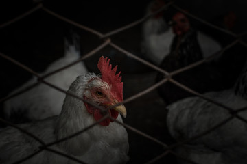Young chicken in the pen, low key, shallow depth of field, selective focus - Powered by Adobe