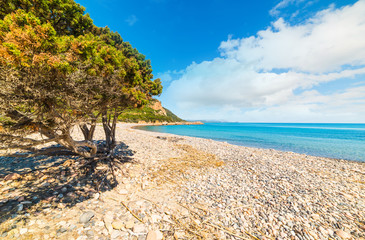 Pine tree by the sea in Baccu e Praidas