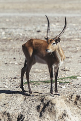 Antilope cobe lechwe