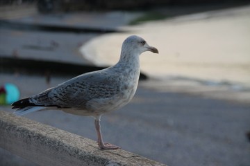 jeune mouette