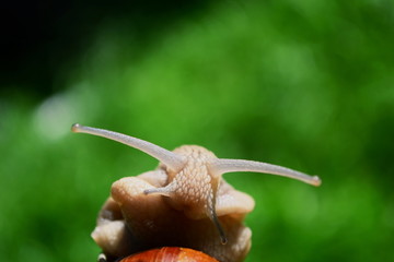 snail, macro, shell, animal