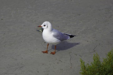 bébé mouette