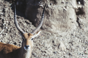 Portrait d'une Antilope cobe lechwe