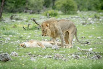 Mating couple of Lions in the grass.
