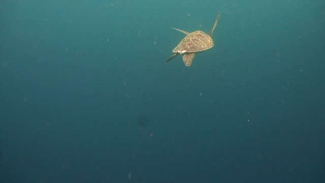 Sea turtle swimming underwater in the sea. Turtle moves its flippers in the ocean under water. Wonderful and beautiful underwater world. Diving and snorkeling in the tropical sea. 4K video
